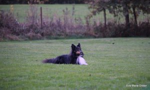 AUTOR: - | TITLE: - | DESCRIPTION: - AUTOR: - | TITLE: - | DESCRIPTION: -