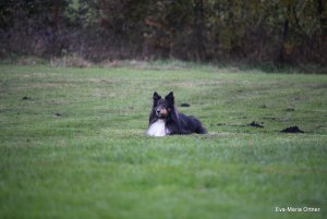 AUTOR: - | TITLE: - | DESCRIPTION: - AUTOR: - | TITLE: - | DESCRIPTION: -