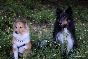 AUTOR: - | TITLE: - | DESCRIPTION: Blumenhunde Darina und Buzz