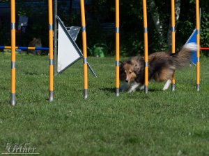 AUTOR: - | TITLE: - | DESCRIPTION: -