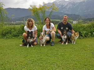 AUTOR: - | TITLE: - | DESCRIPTION: Sheltie-Power. Endlich wieder Zeit gefunden Vorarlberger Freunde zu treffen