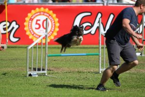 AUTOR: - | TITLE: - | DESCRIPTION: - AUTOR: - | TITLE: - | DESCRIPTION: -