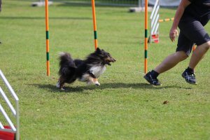 AUTOR: - | TITLE: - | DESCRIPTION: - AUTOR: - | TITLE: - | DESCRIPTION: -