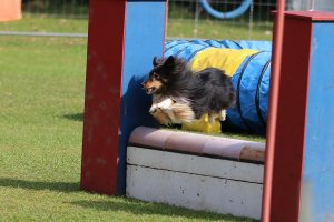 AUTOR: - | TITLE: - | DESCRIPTION: - AUTOR: - | TITLE: - | DESCRIPTION: -