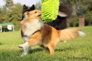 AUTOR: - | TITLE: - | DESCRIPTION: - AUTOR: - | TITLE: - | DESCRIPTION: -