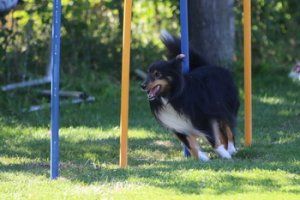 AUTOR: - | TITLE: - | DESCRIPTION: - AUTOR: - | TITLE: - | DESCRIPTION: -