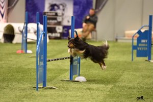 AUTOR: - | TITLE: - | DESCRIPTION: - AUTOR: - | TITLE: - | DESCRIPTION: -