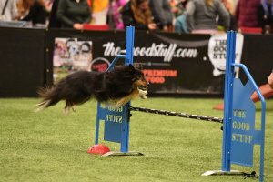 AUTOR: - | TITLE: - | DESCRIPTION: - AUTOR: - | TITLE: - | DESCRIPTION: -